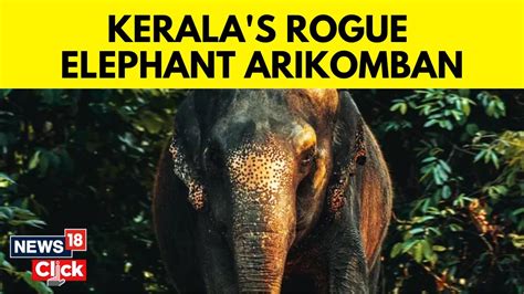 kerala elephant news.